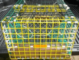 龙虾网笼